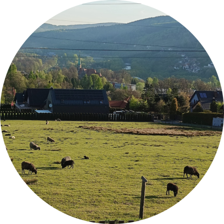 Sheep grazing in front of a settlement. 