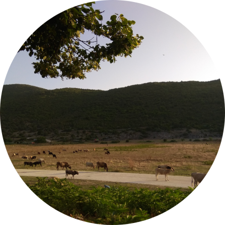 Indigenous Prespa shorthorn cattle grazing on the exposed lakebed of the Great Prespa Lake, near the village of Psarades (July 2021; Photo credit: Maria Psaralexi).
