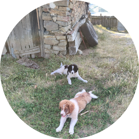 Two Karakachan livestock guarding dog (LGD) pups resting outside a traditional farm. When properly trained and in good health, LGDs are essential for preventing depredation by wolves and bears, especially during open grazing (June 2025; Photo credit: Evangelos Theodosiadis).