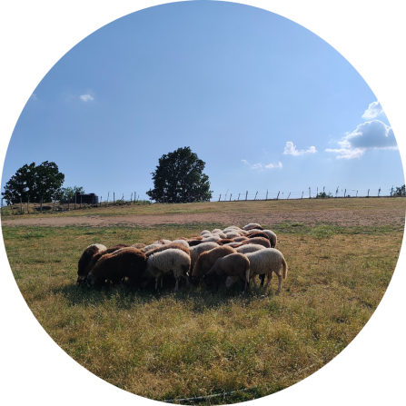 Sheep grazing in an enclosed pasture in the lowland zone of the Arriana survey area. These managed grasslands support small-scale livestock farming and represent a safer environment for flocks, reducing the risk of depredation by large carnivores (June 2025; Photo credit: Evangelos Theodosiadis).