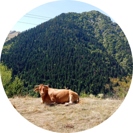 Cattle farming appears to be more resilient than small ruminant farming in the area. In summer, cattle are typically moved to mountain pastures, where they graze with minimal human supervision. Owners largely rely on the herd&rsquo;s collective behaviour and protective instincts to deter predators. Although this pattern is not uniform across all holdings, owners or shepherds usually conduct only periodic visits to check the animals and ensure that no problems have occurred.