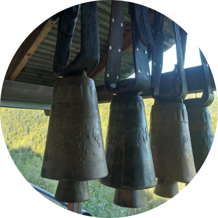 Traditional cowbells used by an elder Vlach cattle owner. The bells served both practical purposes and symbolised pastoral culture and identity. They reflected the owner&rsquo;s status and pride in their animals, while the distinctive soundscape they created was deeply linked to the owner&rsquo;s presence and personal story (September 2025; Photo credit: Maria Psaralexi). 