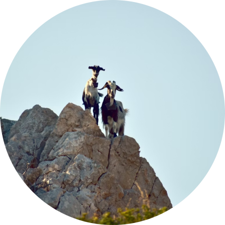 Two goats standing on a rock in Greece. 