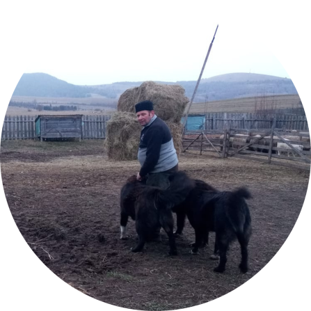 Shepherd with large guardian dogs in a winter farm in Haghita 