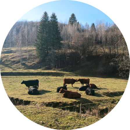 Cattle on a fenced pasture. 