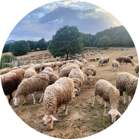 Sheep grazing on mountain pastures in Monta&ntilde;a Palentina, part of the traditional transhumant livestock systems of the Cantabrian Mountains.