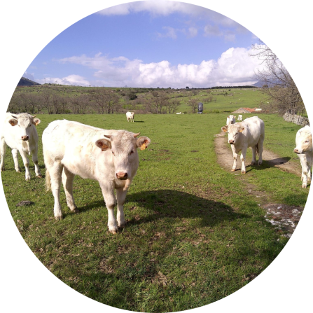 Charolais cattle in the meadows of El Espinar. This French-origin breed has been widely integrated into local systems, valued for its growth rates, often complementing or crossbreeding with native breeds such as Avile&ntilde;a-Negra Ib&eacute;rica.