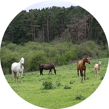 Three cute adult horses and a juvenile one in front of a forest. 