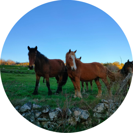 Hispano-Bret&oacute;n horses in Navarredonda de Gredos in pasture plots delimited using traditional stone-and-wire fencing,