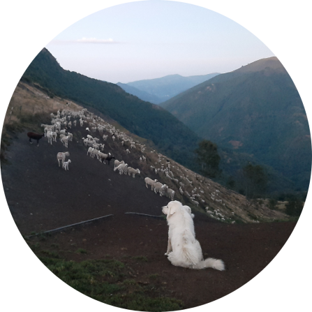 A white livestock guarding dog is looking at a mountainous landscape and his flock of sheep.