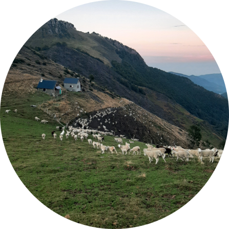 A large flock of sheep is walking through a mountainous landscape. Two cabins are seen in the background.