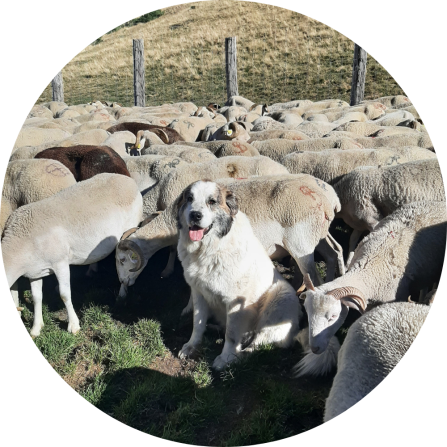 A cute livestock guarding dog is sitting in the middle of a flock of grazing sheep. 