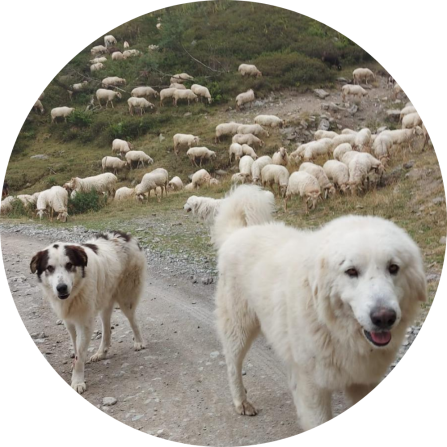Two cute livestock guarding dogs are seen in the front. In the background a flock of sheep is grazing. 