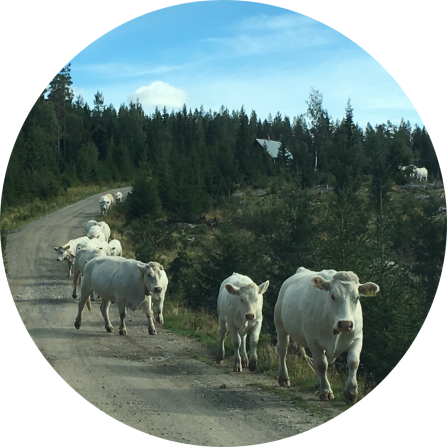 Extensive grazing of Charolais cows with nursing calves in Vang (Hamar). The roads used for recreationists and tourists are also popular travel routes amongst cattle and it is not uncommon to find the animals there.