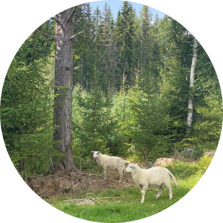 Two sheep are standing on a pasture in front of a coniferous forest. 
