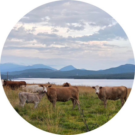 A group of cattle with calves on a pasture in front of a lake and mountains.  