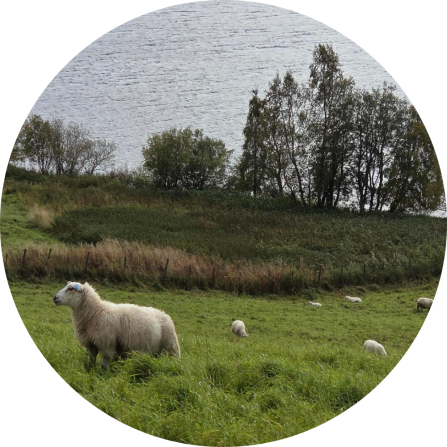 A flock of sheep on a pasture in front of a lake. 