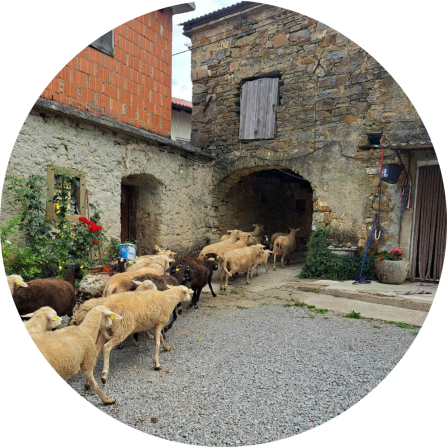 A flock of sheep running through a settlement. 