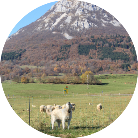 A howling livestock guarding dog behind a fence. A flock of sheep and snowy mountains in the background. 