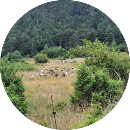 A flock of sheep in a forested pasture. 