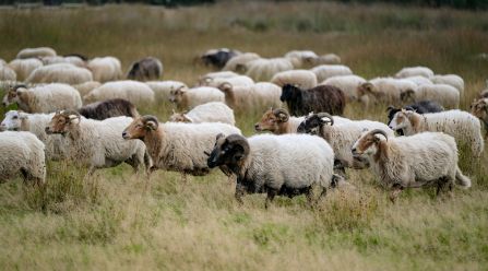 A herd of sheep walking through a dry pasture