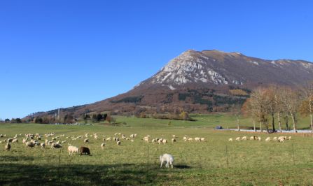 A white livestock guarding dog as standing close to a fence. Behind him you can see a flock of sheep and a breathtaking mountain. 