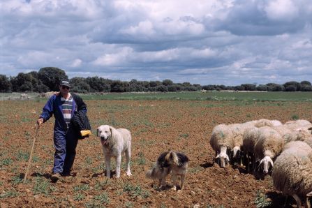 Shepherd with dogs and sheep. 