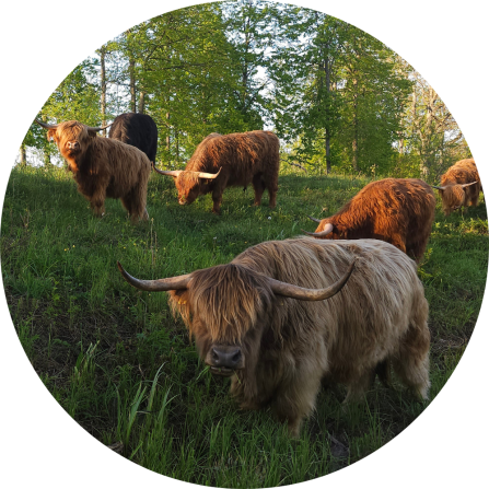 A group of very cute highland cattle in a forested pasture. 