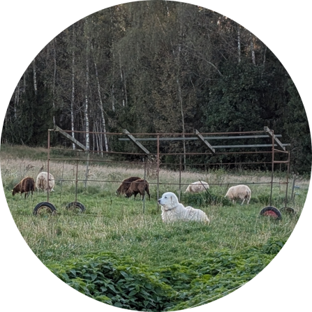 A white livestock guardian dog laying in a pasture next to his flock of sheep. 
