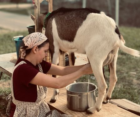 Woman milking a goat