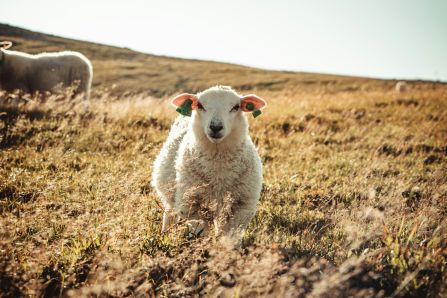 A sheep on a dry pasture looking int o the camera. 