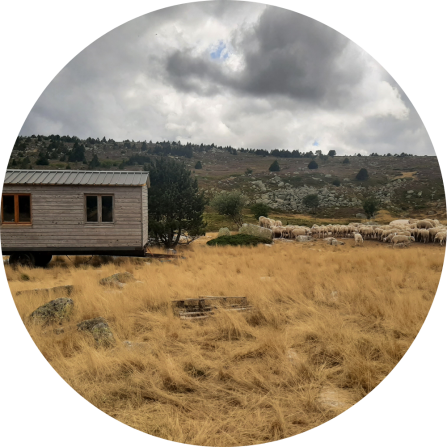 Shepherds, huts, nighttime enclosure and livestock guarding dogs are gradually returning to the summer pastures 