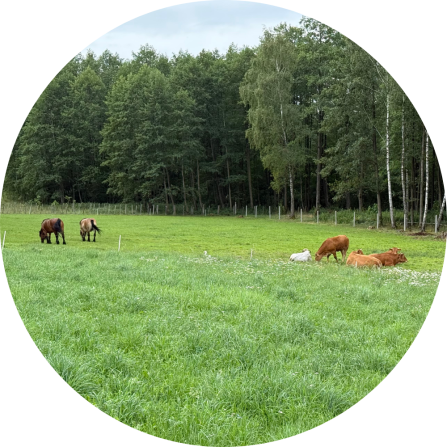 Livestock in the region is often grazed close to the forest, which makes them more vulnerable to large carnivores.