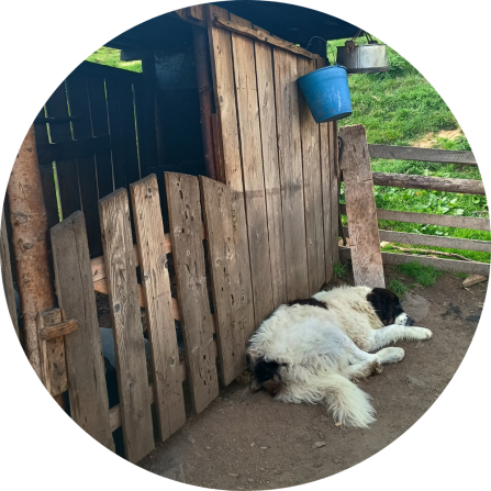 A guardian dog resting after a long night 