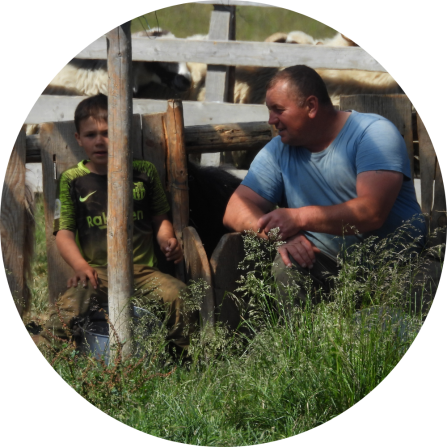 Shepherd and apprentice preparing for sheep milking.
