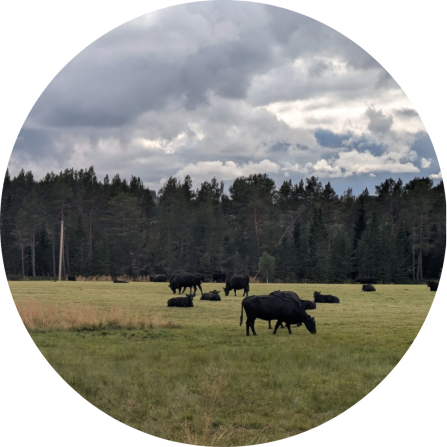 A group of black cattle are grazing on a pasture. In the background you can see a coniferous forest. 