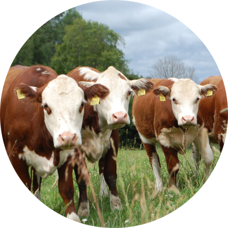A group of Hereford heifers on a natural pasture. 