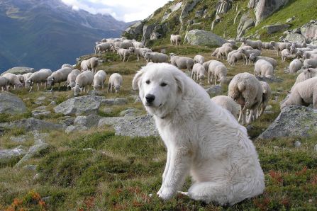 Livestock guarding dog and a flock of sheep in the Alps. 