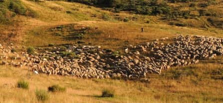 A shepherd is walking through a beautiful mountain pasture with a large flock of sheep.