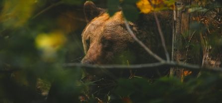 A brown bear partly hidden behind shrubs. 