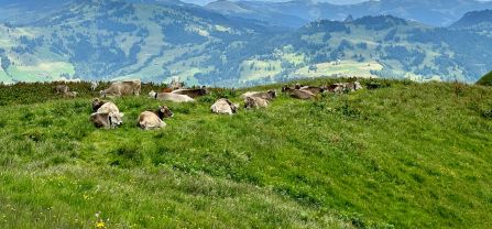 A group of cattle is seen lying in a pasture with a hilly landscape in the background. 