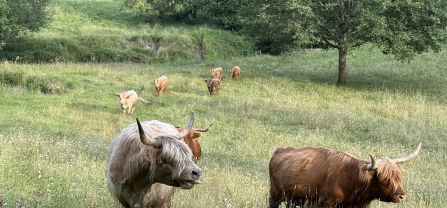 Scottish highland cattle is valued for their defence abilities against wolf attacks. Beef cattle like this breed is often grazed outdoors all-year-round.