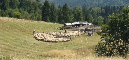 Sheepfold in Vrancea Mountains.
