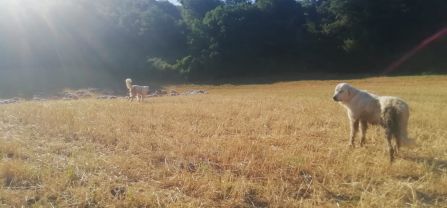 Two livestock guarding dogs on a field. 