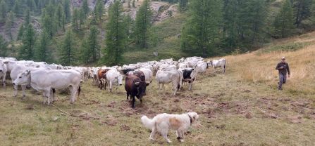 A group of cattle is guided by their farmer and a livestock guarding dog. 