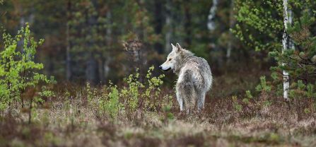 A white wolve looking over its shoulder. 