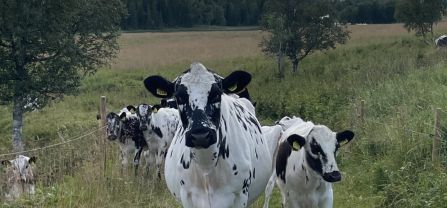 Fj&auml;llko, a traditional Swedish breed of mountain cattle.