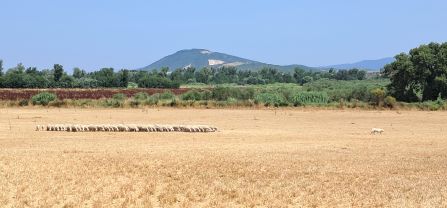 A sheep herd and livestock guarding dog in Grosseto.
