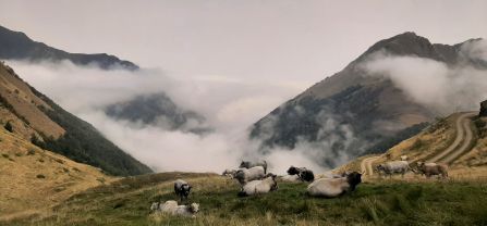Cows in the field in France
