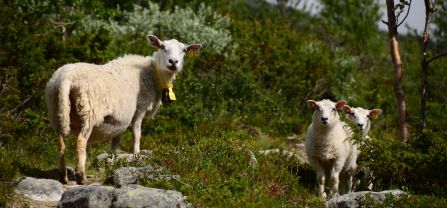Sheep